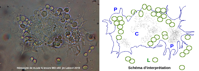 Hémocyte de moule phagocytant des levures